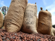 Côte d’Ivoire : le Conseil du Café-Cacao clôt définitivement le programme de rachat de 100 000 tonnes de cacao