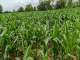 Burkina Faso/Assurance agricole : les souscriptions se poursuivent jusqu’en fin août 2025