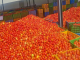 Burkina Faso/Agro-industrie : l’exportation de la tomate fraîche suspendue, la priorité à  l'industrie locale