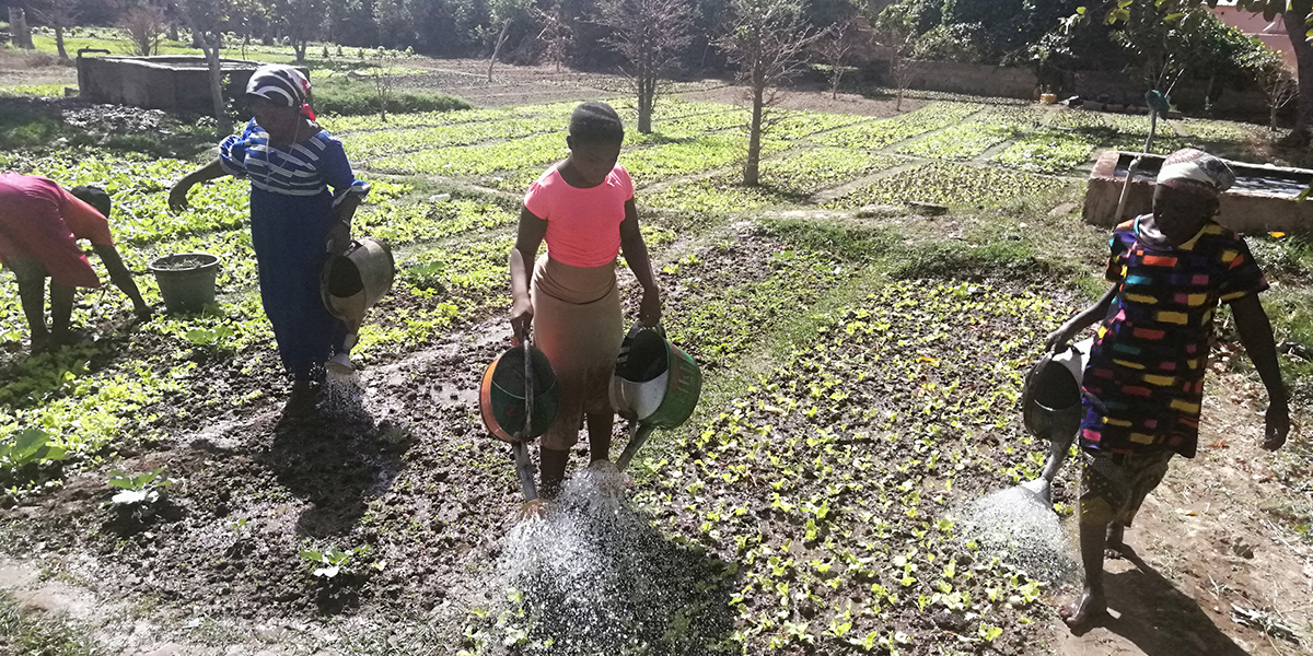 des femmes africaines pratiquent le maraîchage